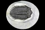 Coltraneia Trilobite Fossil - Huge Faceted Eyes #137325-5
